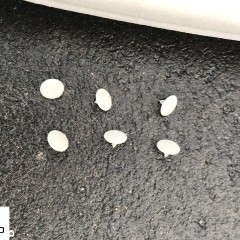 DACIA LOGAN 2 II MCV KOMBI 19r PODSUFITKA PODSUFITÓWKA SUFIT podbitka dachu dachowa KOMPLETNA Wwa