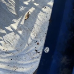 zderzak przód BMW 3 E46 COUPE CABRIO 98-