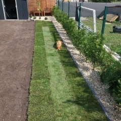 Trawa z rolki, cena za m2, z transportem i rozładunkiem.