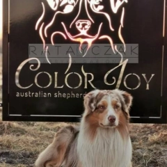 Ogrodzenia z blachy ciętej CNC