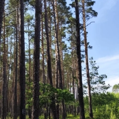 Działka budowlana Szczedrzyk 15 arów