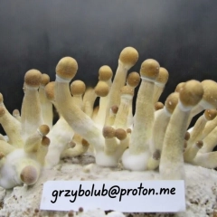 Grzybki McKennaii 
