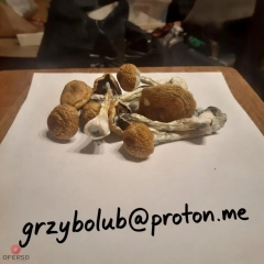 Grzybki McKennaii 