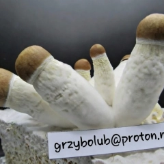 Grzybki Penis Envy 