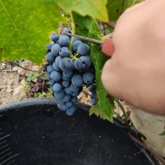 Winobranie 2026 Francja