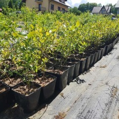 Borówka Amerykańska sadzonki, Chandler borówka 3 letnia wysoka