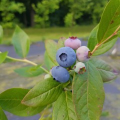 Borówka Amerykańska sadzonki, Chandler borówka 3 letnia wysoka