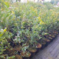 Borówka Amerykańska sadzonki, Chandler borówka 3 letnia wysoka